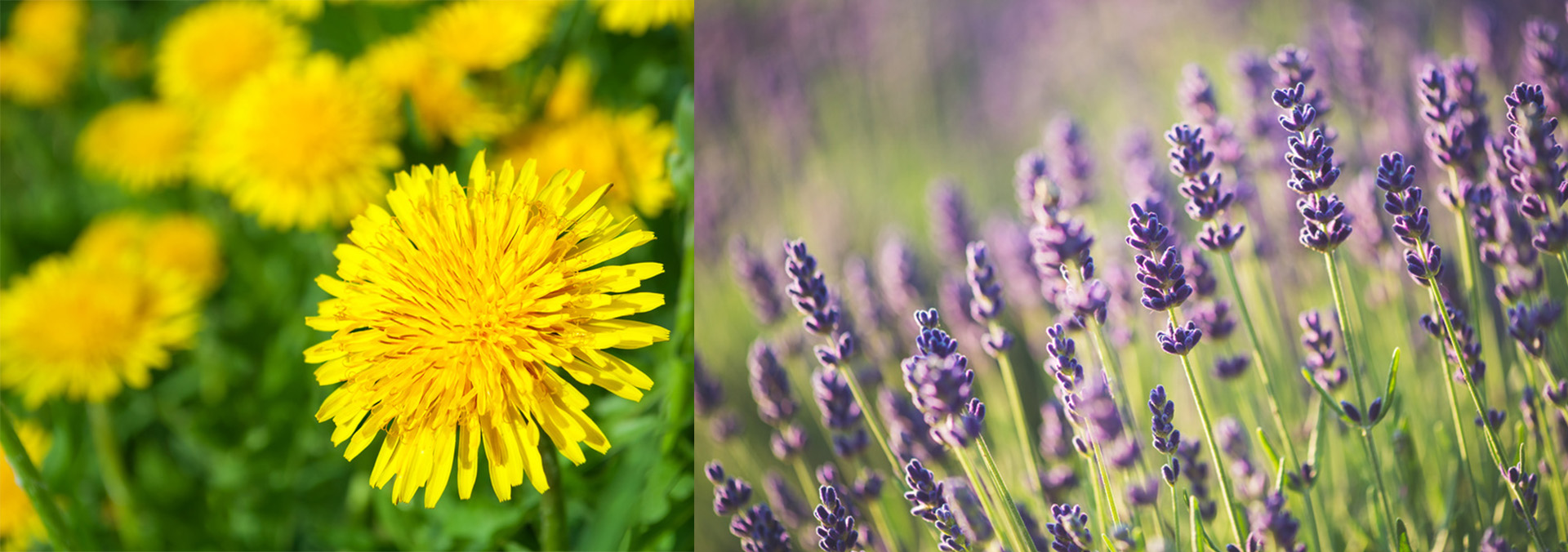 Essbare Blüten Löwenzahn Lavendel