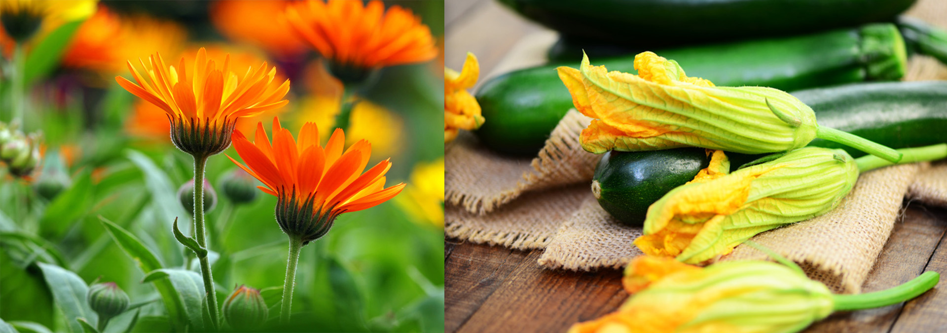 Essbare Blüten Ringelblume Zucchiniblüte essbare Blumen 