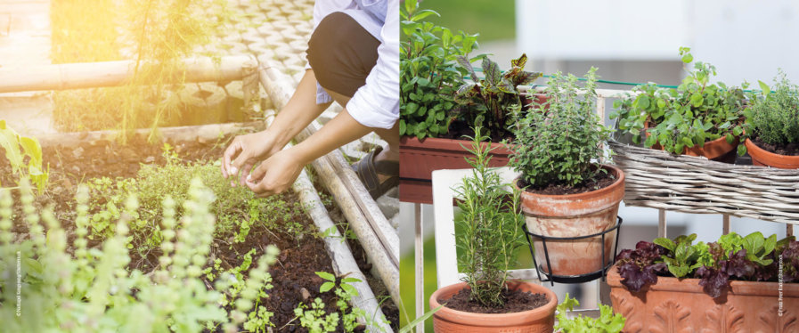 Kräuter_Pflanztipps_Garten_Balkon