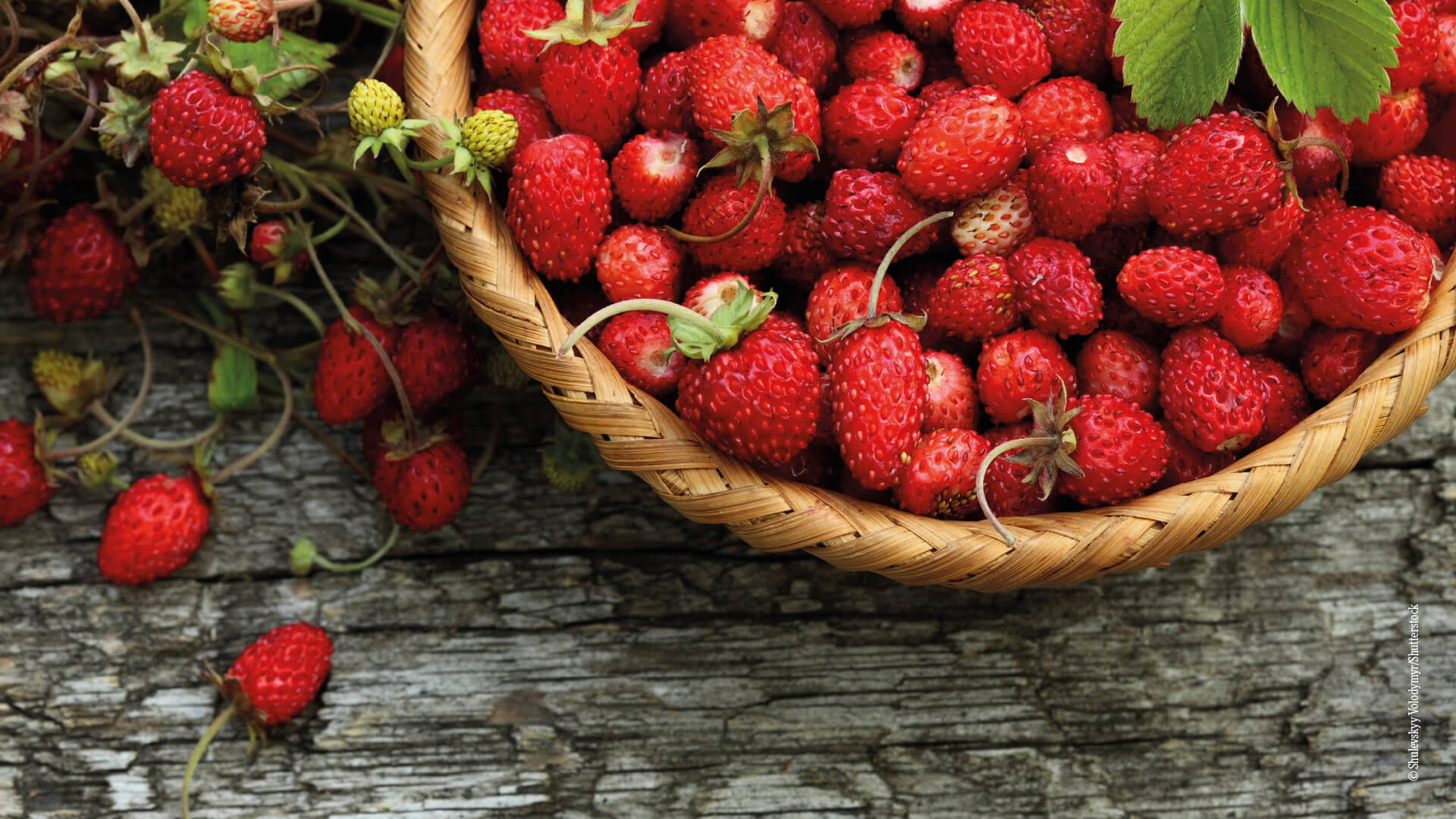 Beeren_Walderdbeeren
