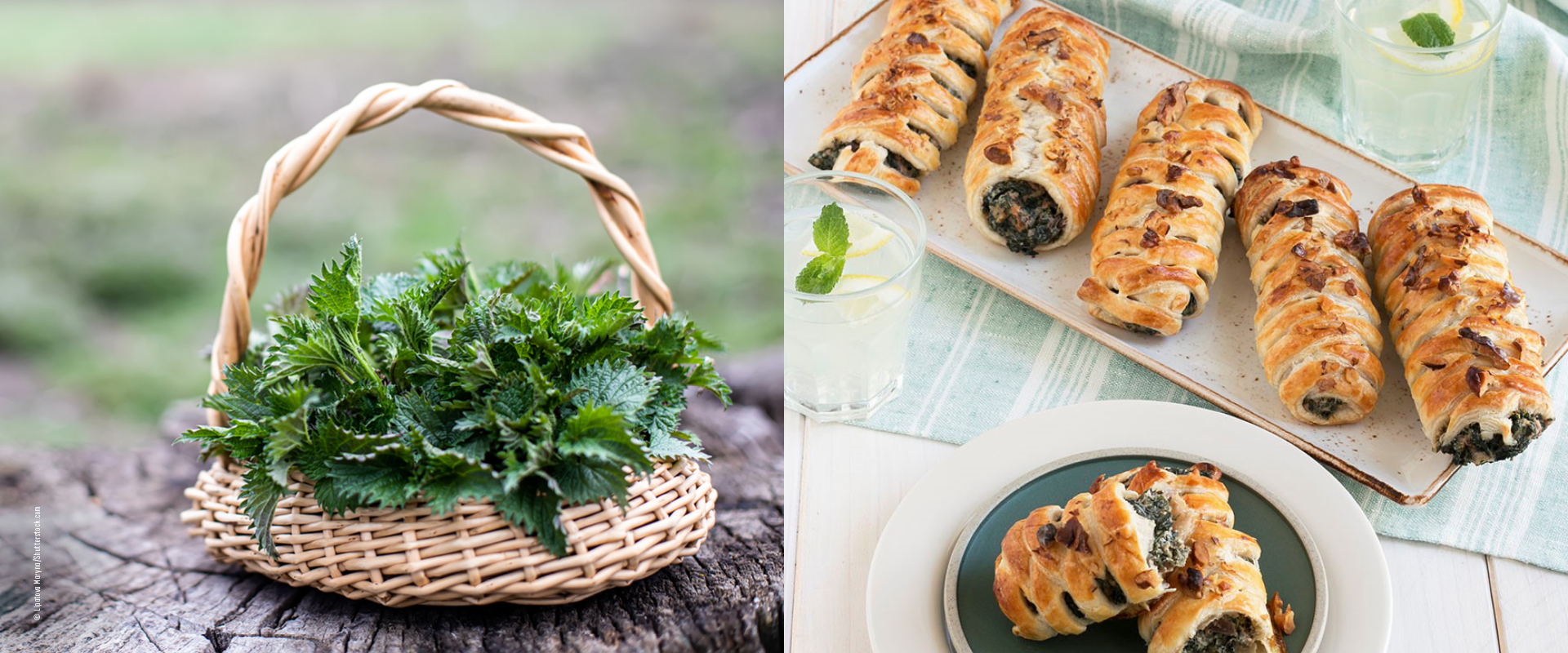 Superfood Brennnessel gesund